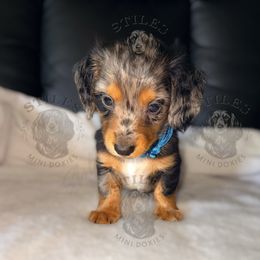 Blue - Dapple male Dachshund puppy in South Fulton, Tennessee from Stiles' Mini Doxies