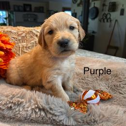 Purple - Golden female Golden Retriever puppy in Bonanza, Oregon from Gold 'N Dust Ranch