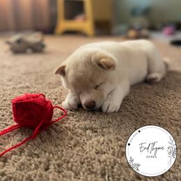 Shiba Inu Puppies from EndThyme Acres