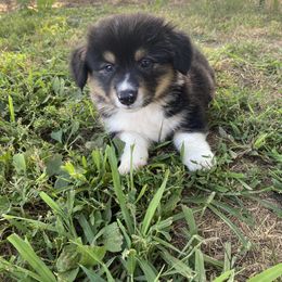 Pembroke Welsh Corgi Puppies from Harris Farms