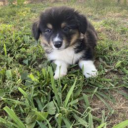 Pembroke Welsh Corgi Puppies from Harris Farms