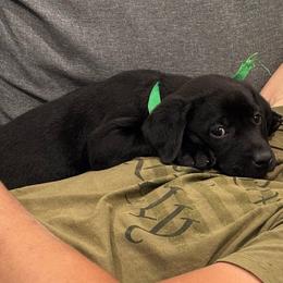 Green collar - Black male Labrador Retriever puppy in Decatur, Indiana from Sporting Ridge K9’s