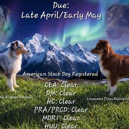Miniature Australian Shepherd puppies from Elemental Mini Aussies