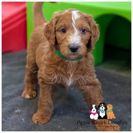 SUTTON - OFA-Genetics-2 yr warranty. - Red  male Goldendoodle puppy in Jeddo, Michigan from Apple Creek Doodles