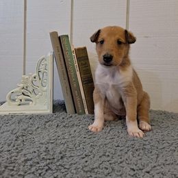 Collie Puppies from Arabella Collies