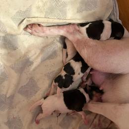 Baby c - White black and tan female Toy Fox Terrier puppy in Clermont, Florida from Debbie Hiles's Toy Fox Terriers