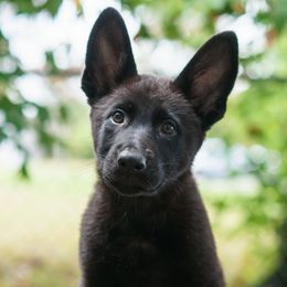 Seneca - Black female German Shepherd puppy in Wadsworth, Ohio from Zwinger Vom Rabenauge