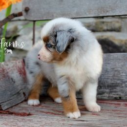 Miniature Australian Shepherd and Toy Australian Shepherd Puppies from Clayton Farms Australian Shepherds