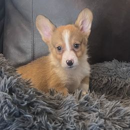 Ely M2 - Sable male Pembroke Welsh Corgi puppy in Stockton, Iowa from Infinity Corgis