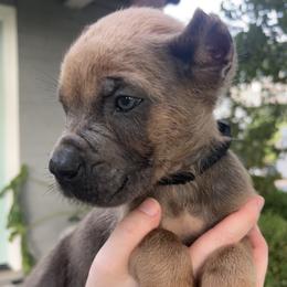 Black Collar - Gray and fawn male Cane Corso puppy in Kingsport, Tennessee from Gray Cane Corsos
