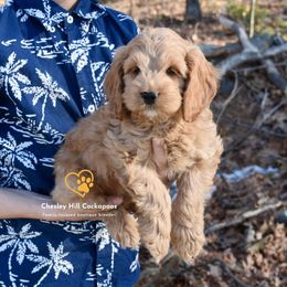 Cockapoo Puppies from Chesley Hill Cockapoos