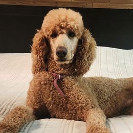 Ota - Poodle