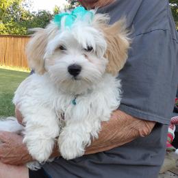 Princess Josephine of A Royal Havanese Court  Jo - White female Havanese puppy in North Richland Hills, Texas from A Royal Havanese Court