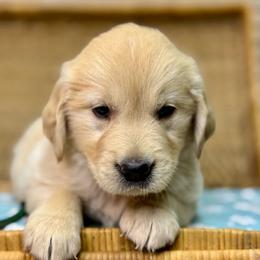 Mr Dark Green - Golden male Golden Retriever puppy in Tonasket, Washington from Denzil’s Goldens