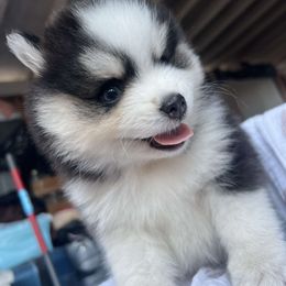 Pomsky Puppies from Pomskies By L&M