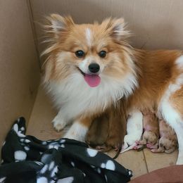 Pomeranian Puppies from Bruno & Bella's Poms
