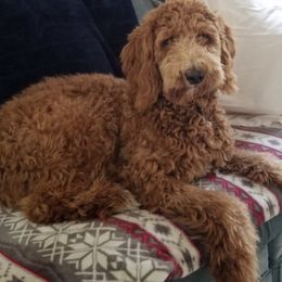Poodles from Pure Poodles by the Chesapeake Bay