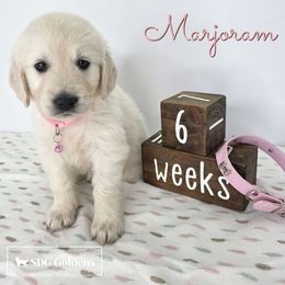 Marjoram - Light golden female Golden Retriever puppy in Carthage, Missouri from SDG Goldens