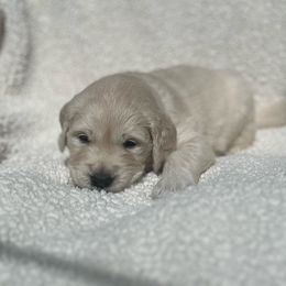 York - Light golden Golden Retriever puppy in Escondido, California from Sandy Acres Golden Retrievers