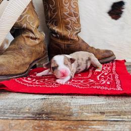 'Hannah' - Red merle female Australian Shepherd puppy in Durand, Wisconsin from Larson’s Legacy Aussome Aussie Kennels