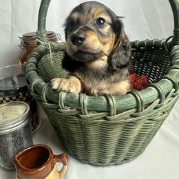 Monti - Sable male Dachshund puppy in Cabool, Missouri from Cedar Creek Doxies