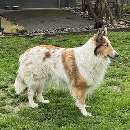 Constance - Collie