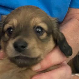 Dachshunds from Dachshunds of Katy