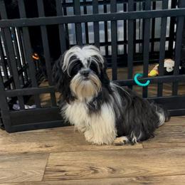 AKC Kash - Black and white male Shih Tzu puppy in Elgin, South Carolina from Silver Bells Paw Prints