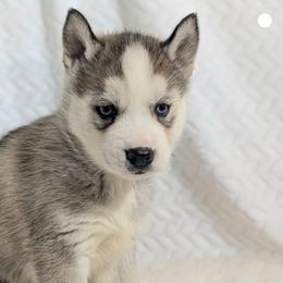 Boy 2 - male Siberian Husky puppy in Hebron, Kentucky from Glacier Run Huskies