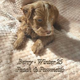 Berry - Red female Bernedoodle puppy in Alabama from Peach & Pawmetto Doodles