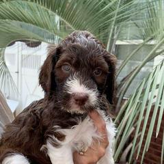 English Springer Spaniel, Poodle, and Springerdoodle Puppies from SpringerDoodles at the Beach