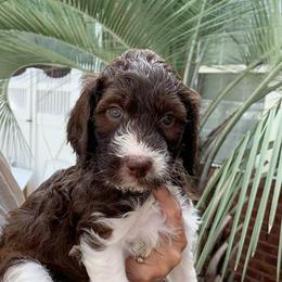 English Springer Spaniel, Poodle, and Springerdoodle Puppies from SpringerDoodles at the Beach