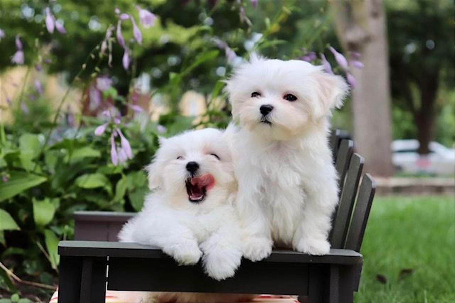 Dois filhotes de Maltês no jardim