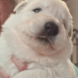 Whisper - White female German Shepherd puppy in Cleveland, Tennessee from Ocoee Valley German Shepherd Dogs
