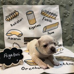 French Bulldog Puppies from Famiglia Frenchies