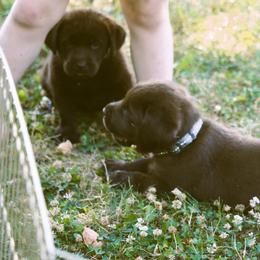 Labrador Retriever Puppies from Prebleridge Acres