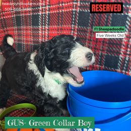 Goldendoodle, Poodle, and Sheepadoodle Puppies from Heavenly Hilltop Farm