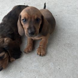 Dachshund Puppies from Steadfast station, mini dachshunds