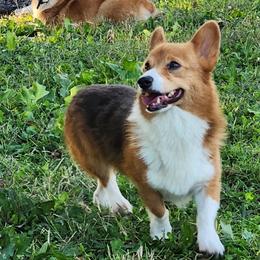 Blazar - Blue merle and white male American Corgi puppy in Dunbar, Nebraska from Nightstreak Corgis