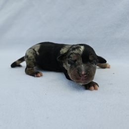Shadow - Blue merle female Catahoula Leopard Dog puppy in Doerun, Georgia from Twig and Tail Puppies