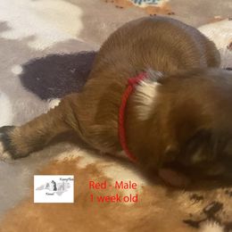 Collie, Lhasa Apso, and Rhodesian Ridgeback Puppies from Koenigplatz Kennel