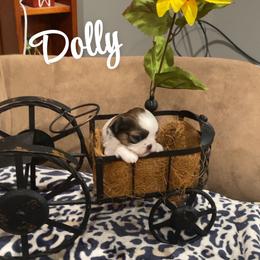 Dolly - Brindle and white female Shih Tzu puppy in Bauxite, Arkansas from TnT Shih Tzu