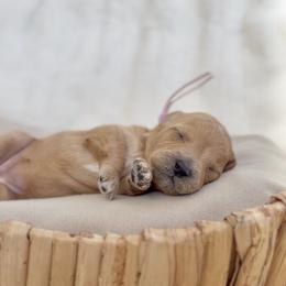 Soleil - Apricot female Cavapoo puppy in Arlington, Texas from Van Haselen Poodles and Doodles