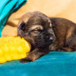 German Shepherd Puppies from Reign Land