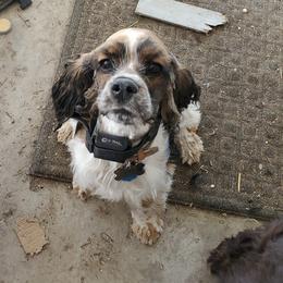 Guy - Cocker Spaniel