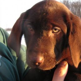 Labrador Retrievers from Silver Lake Labs
