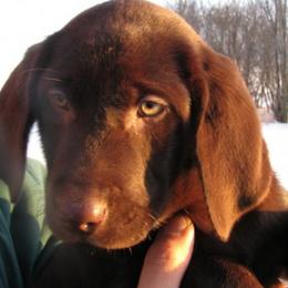 Labrador Retrievers from Silver Lake Labs