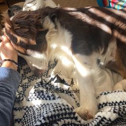 Australian Shepherd Puppies from Pine Mountain Aussies