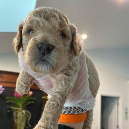 Snowflake - Cream male Goldendoodle puppy in Brooksville, Florida from Abby’s Standard Goldendoodles