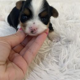 Girl 1 - female Biewer Terrier puppy in Greenwood, South Carolina from Sweet Southern Puppies